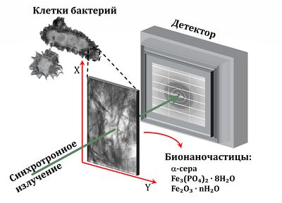 Схема бактерии.jpg