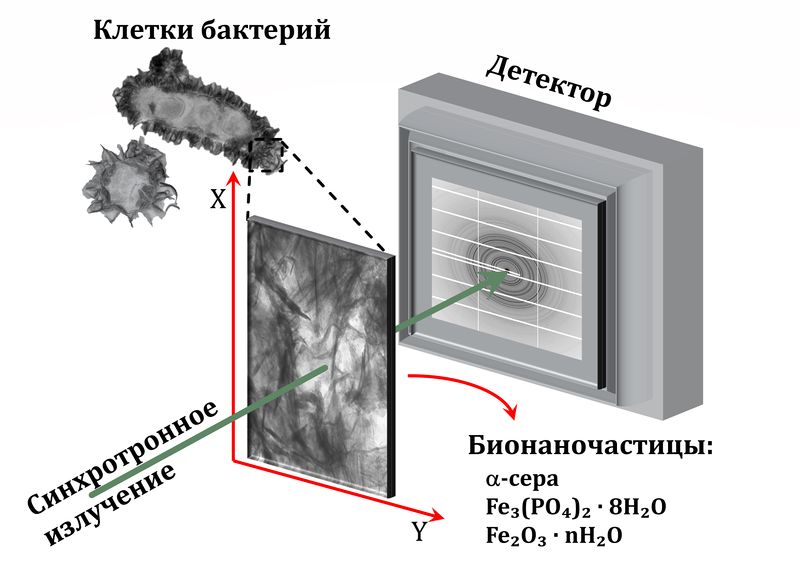 Файл:Схема бактерии.jpg